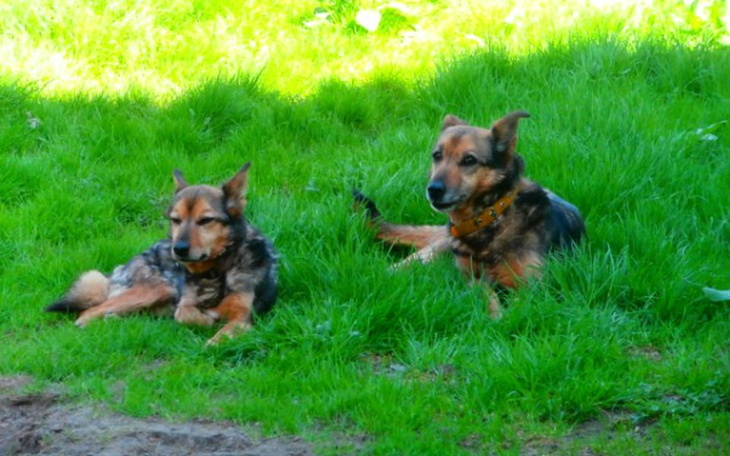 Zbiórka Dżeta i Roksi proszą o pomoc. - zdjęcie główne