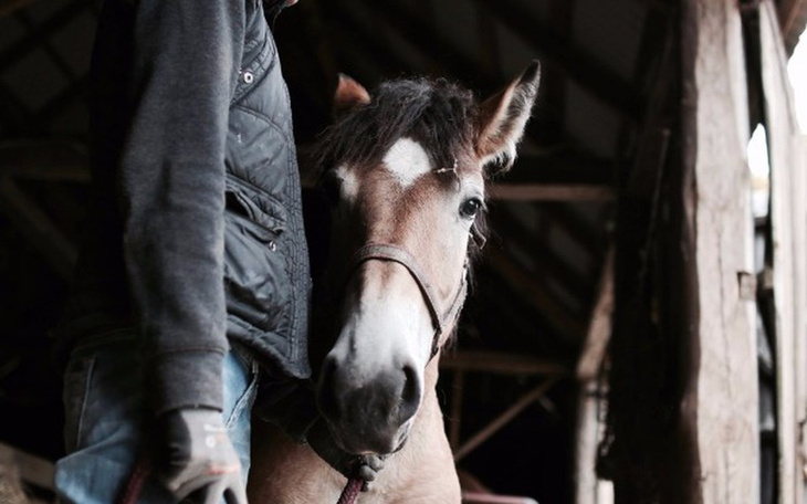 Zbiórka siano na zimę - zdjęcie główne