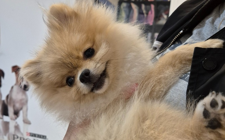 Pies rasy pomeranian, trzymany na rękach, z uśmiechem.