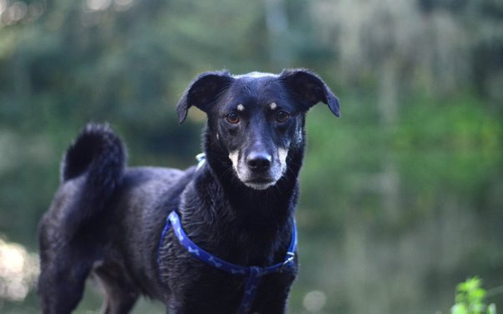 Czarny pies w uprzęży, stojący na tle zieleni.