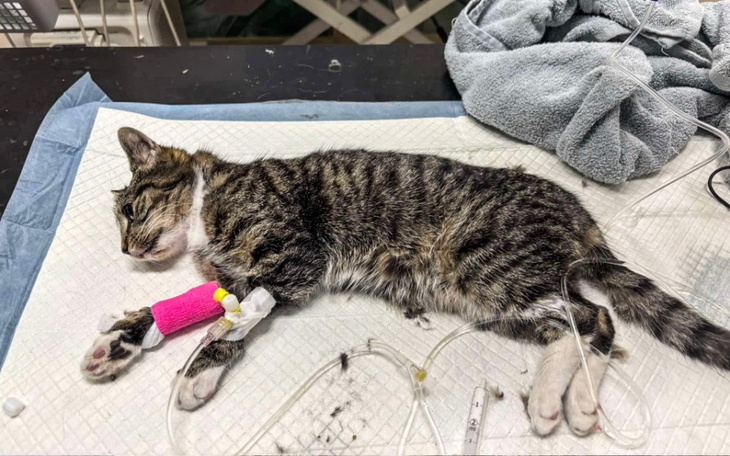 Zbiórka Pobity Albus walczy o życie - zdjęcie główne