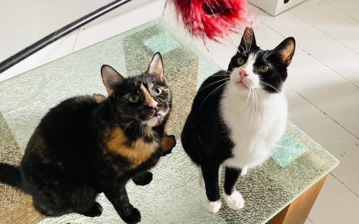 Dwa koty patrzące w górę na zabawkę.