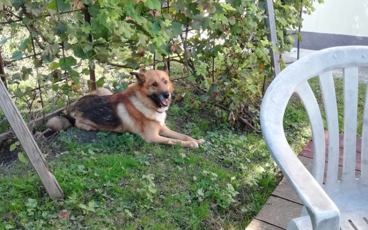 Zbiórka Pilna Pomoc dla Leona - zdjęcie główne