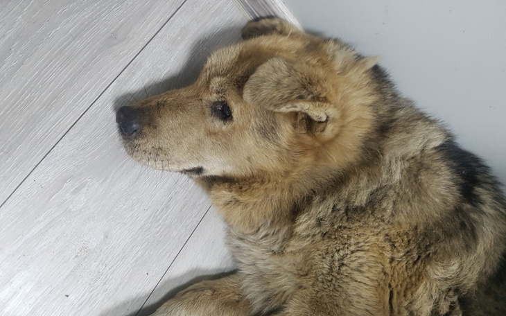 Zbiórka Leczenie Bruna vel Misia - zdjęcie główne