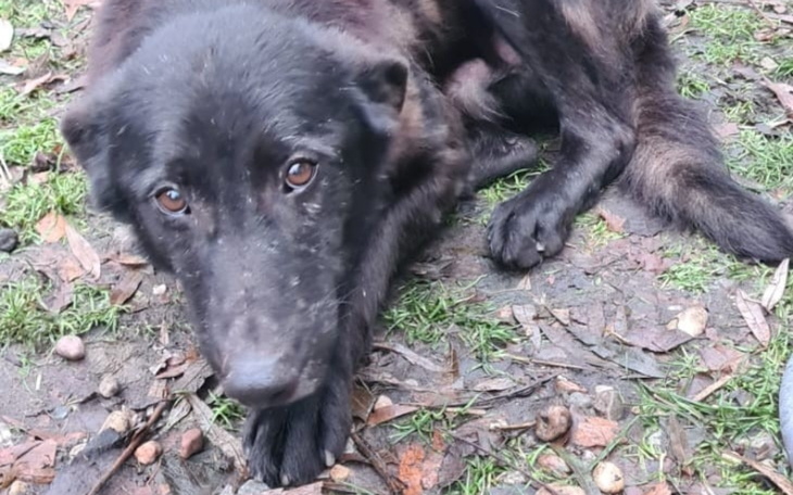 Czarny pies leżący na ziemi, z wyrazem smutku w oczach.