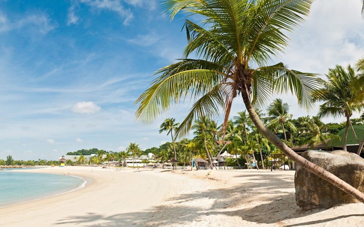 Pustynna plaża z palmami i błękitnym niebem.