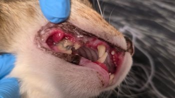 Zbiórka Z bólu przestał jeść - miniaturka zdjęcia