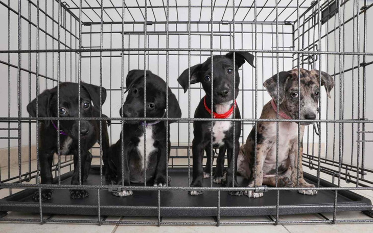 Zbiórka Schronisko dla Zwierząt Jarosław - zdjęcie główne