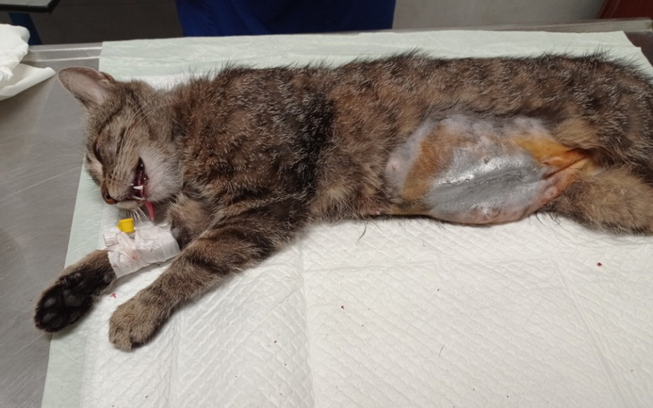 Zbiórka Kotka z rozerwanym brzuchem - zdjęcie główne