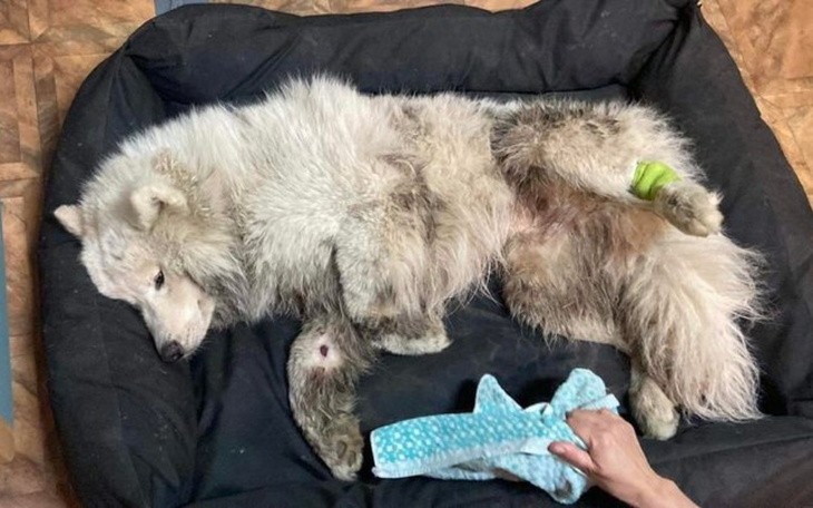 Zbiórka Operacja dla Benka - zdjęcie główne