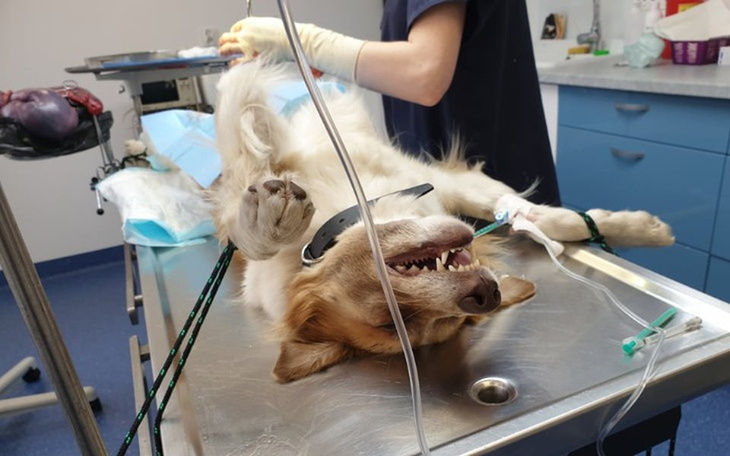 Zbiórka Kastrujemy na Podlasiu - zdjęcie główne