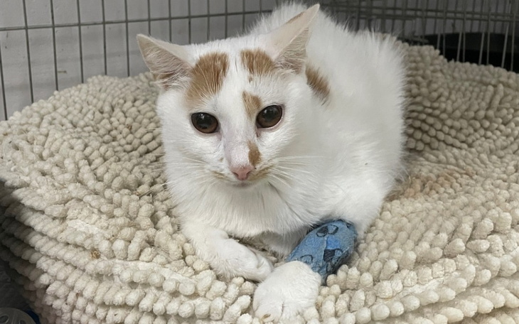 Zbiórka FIP Latte - za młoda by umierać - zdjęcie główne