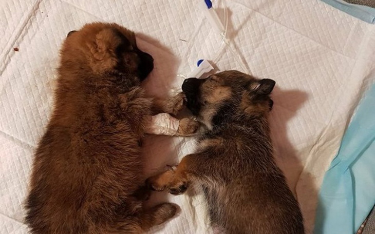 Zbiórka Operacja oczku szczeniaków - zdjęcie główne