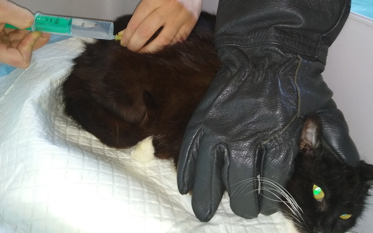 Zbiórka Wyniszczona,chora bezdomna kota - zdjęcie główne