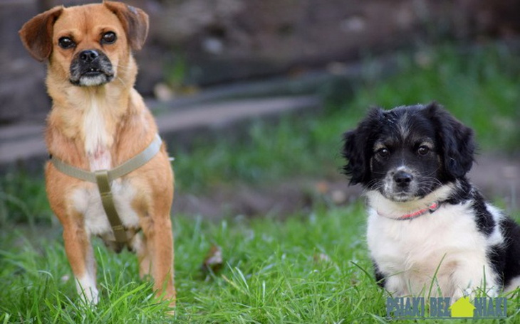 Zbiórka Kundelki z lasu - zdjęcie główne
