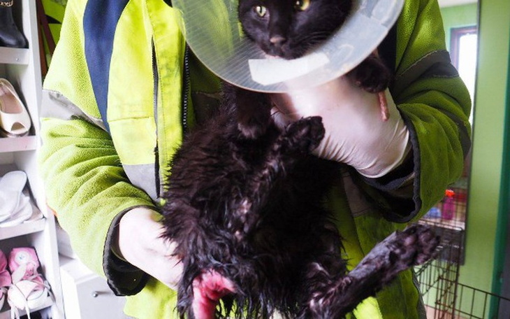 Zbiórka Ratujemy kotu tyłek- dosłownie - zdjęcie główne