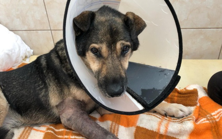 Zbiórka Pomoc dla Boryska - zdjęcie główne