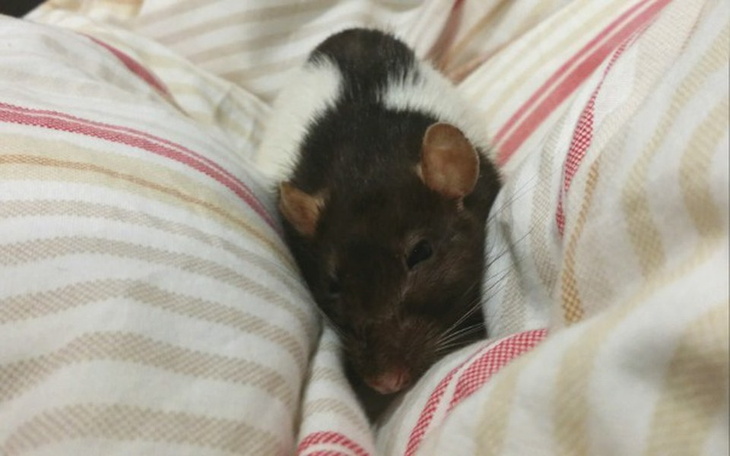 Zbiórka Bezimienna z Ciulowego Hospicjum - zdjęcie główne