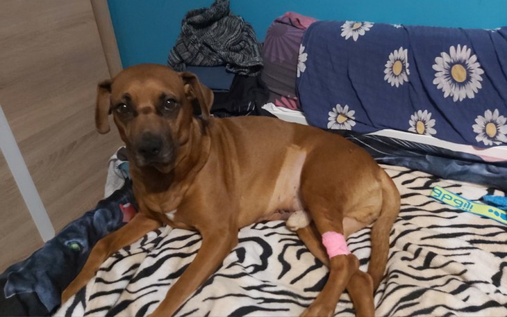 Zbiórka Pomoc dla pieska Rockiego - zdjęcie główne