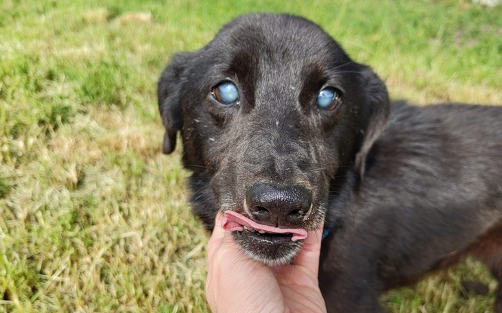Czarny pies z niebieskimi oczami, wpatrujący się w obiektyw.
