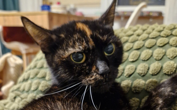 Kot o pięknym umaszczeniu, relaksujący się na poduszce.