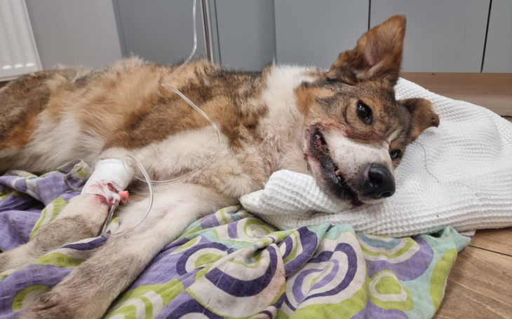 Chory pies w klinice, z kroplówką na łapie.