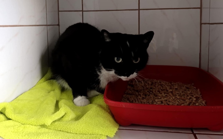 Kot w kąciku, z miseczką jedzenia w tle.