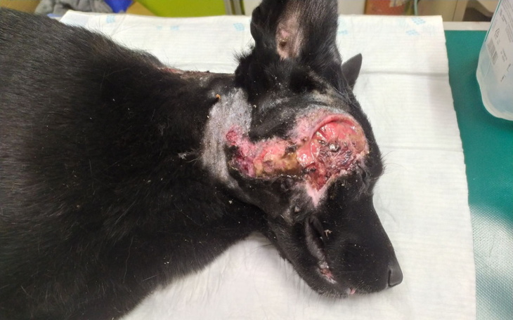 Zbiórka Uszkodzona czaszka - pilna pomoc - zdjęcie główne