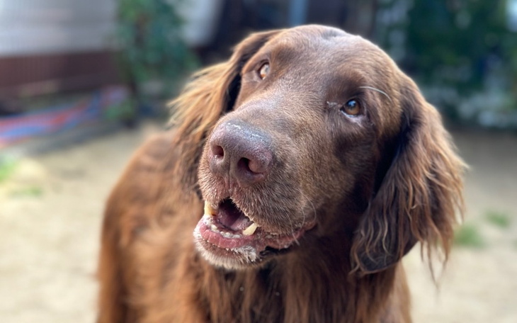 Zbiórka Na leczenie i nowe życie Winyla - zdjęcie główne