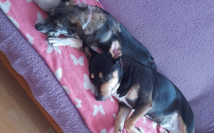 Zbiórka Karma dla Adopciaków - zdjęcie główne