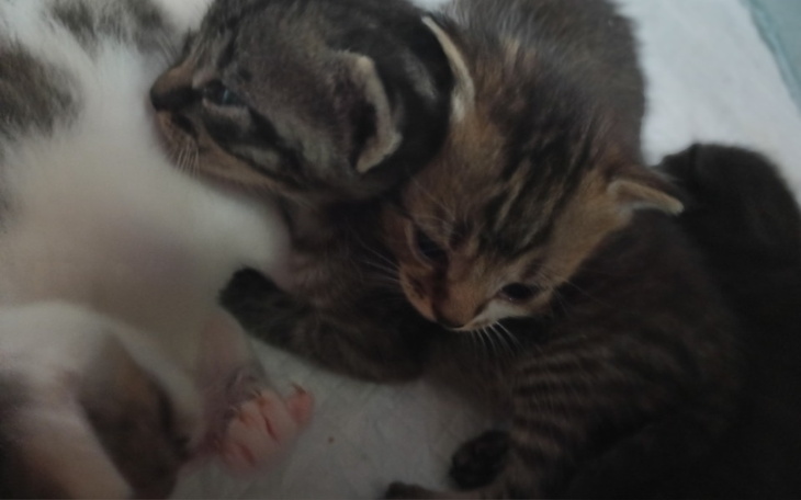 Zbiórka Jedzonko dla 20- tu maluszków - zdjęcie główne