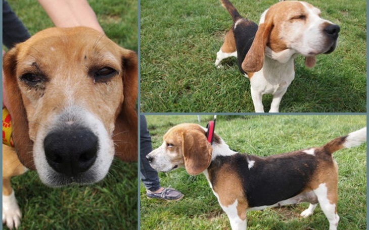 Beagle na trawie, z wyrazem radości.