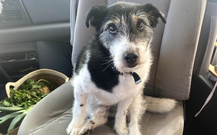 Mały piesek siedzący na siedzeniu samochodu.