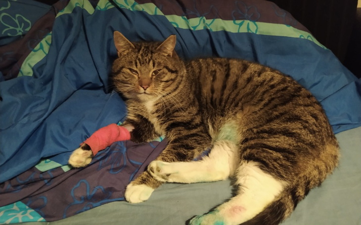 Zbiórka Leczenie Kota z ROD-u - zdjęcie główne