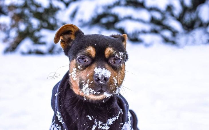 Zbiórka Mort ma szansę na lepsze życie - zdjęcie główne