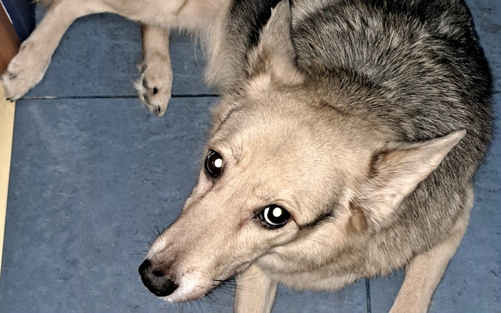 Zbiórka Na operację pupila sąsiadów - zdjęcie główne