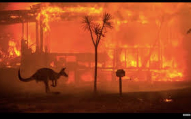 Zbiórka ochrona lasow - zdjęcie główne