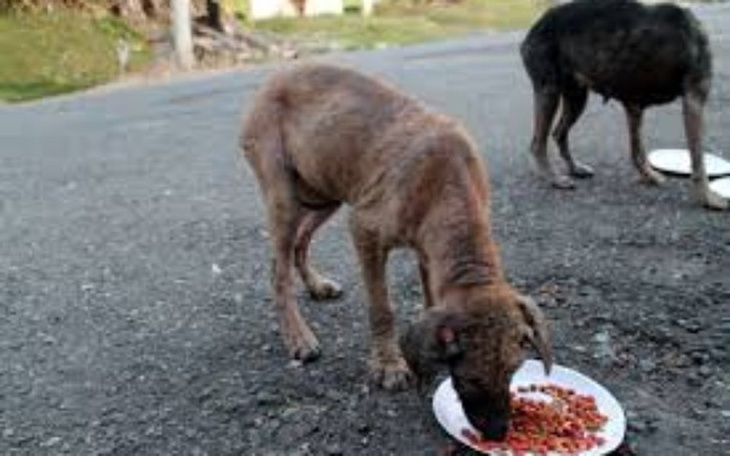 Zbiórka Na budy i karme dla zwierząt - zdjęcie główne