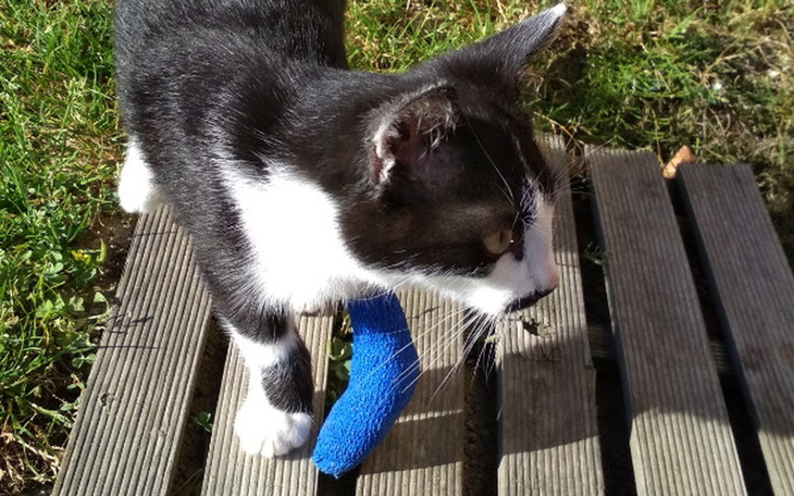 Zbiórka Operacja Luczusia - zdjęcie główne