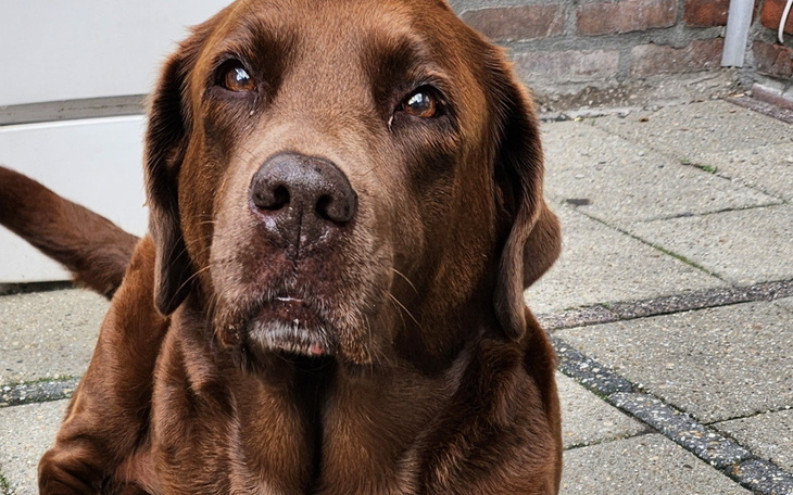 Brązowy labrador patrzący w obiektyw.