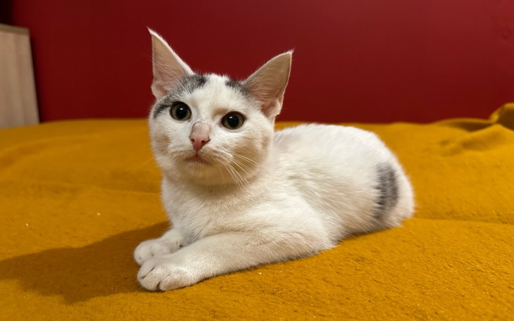 Zbiórka Kosztowne leczenie Gucia - zdjęcie główne