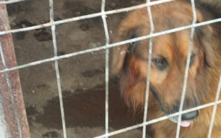 Pies w klatce, czeka na nowy dom.