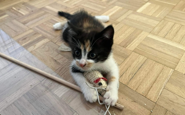 Kotek bawi się zabawką na podłodze.