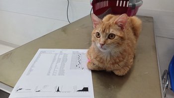 Zbiórka Na testy FIV/ FeLV - miniaturka zdjęcia