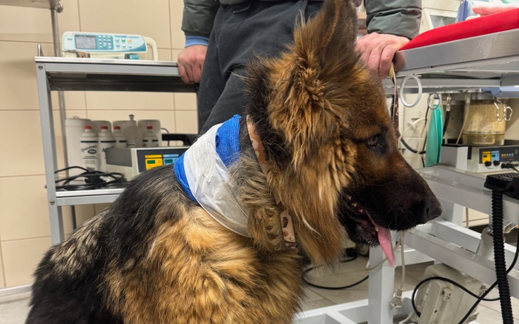 Pies w klinice weterynaryjnej z opatrunkiem na szyi.