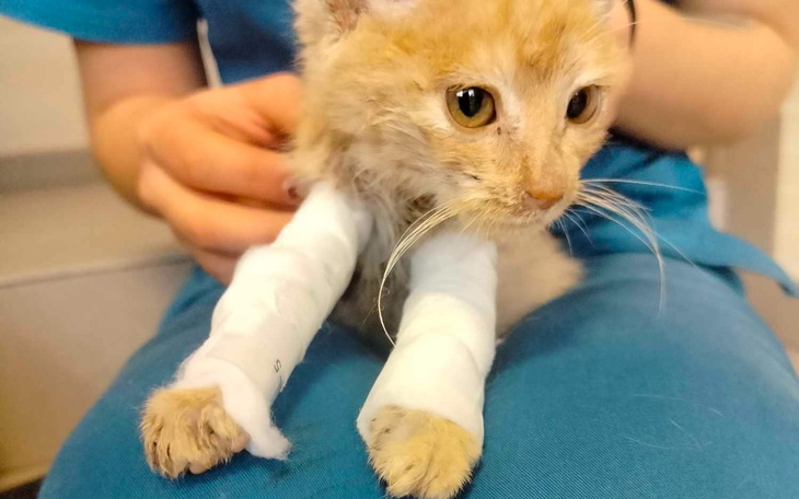 Zbiórka Kocia bida z chorymi łapkami - zdjęcie główne