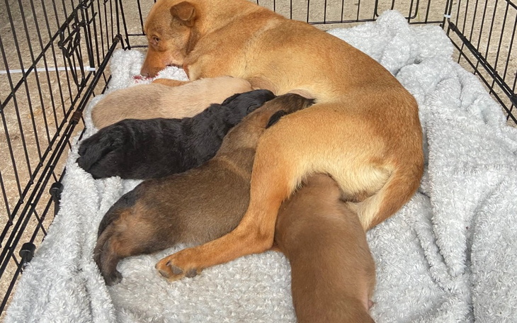 Zbiórka Sunia ze szczeniakami - zdjęcie główne