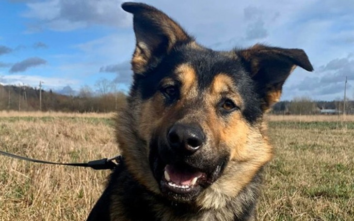 Zbiórka Ron z pola - zdjęcie główne