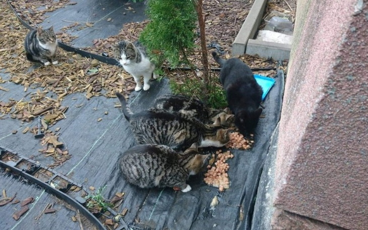 Zbiórka Transporterek, klatka by pomagać - zdjęcie główne