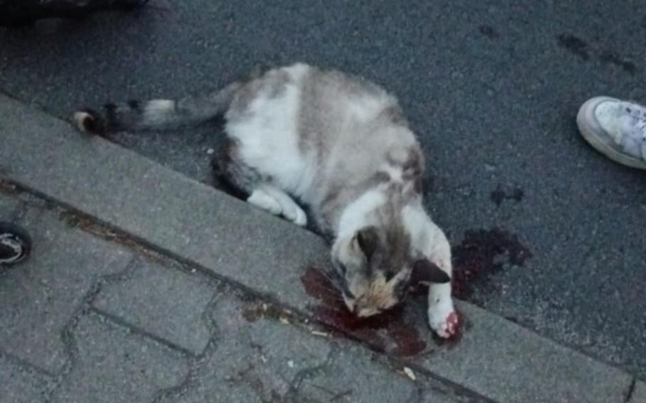 Ranny kot leżący na ulicy, widać krew.